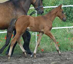 Trakehner Hengstfohlen von Polarion u.d. Valetta v. Manhatten, Foto: Beate Langels Gestt Hmelschenburg