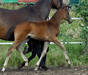 Trakehner Hengstfohlen von Summertime u.d. Piroschka v. Kostolany, Foto: Beate Langels Gestt Hmelschenburg