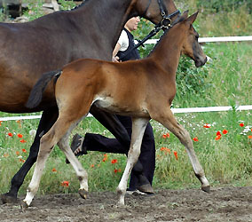 Trakehner Hengstfohlen von Summertime u.d. Piroschka v. Kostolany, Foto: Beate Langels Gestt Hmelschenburg