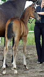  Trakehner Hengstfohlen von Summertime u.d. Piroschka v. Kostolany, Foto: Beate Langels Gestt Hmelschenburg 