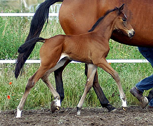 Trakehner Stutfohlen von Showmaster u.d. Tabea v. Summertime, Foto: Beate Langels Gestt Hmelschenburg