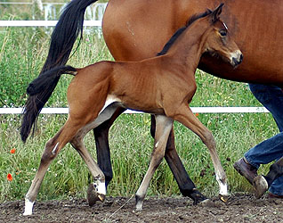 Trakehner Stutfohlen von Showmaster u.d. Tabea v. Summertime, Foto: Beate Langels Gestt Hmelschenburg