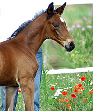 Filly by Showmaster out of Tabea by Summertime
