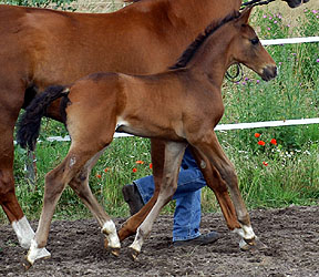 Trakehner Colt by Kostolany out of Olympia by Le Duc, Foto: Beate Langels Gestt Hmelschenburg