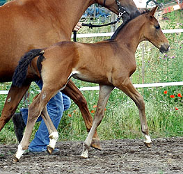 Trakehner Colt by Kostolany out of Olympia by Le Duc, Foto: Beate Langels Gestt Hmelschenburg