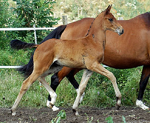 Champion Colt by Shavalou out of Premiummare Grazia Patricia by Alter Fritz