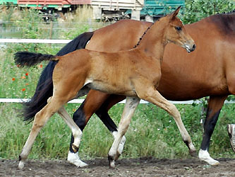 Trakehner Hengstfohlen von Shavalou u.d. Pr.St. Gracia Patrizia, Foto: Beate Langels Gestt Hmelschenburg