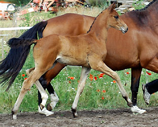 Hengstfohlen von Shavalou u.d. Pr.St. Gacia Patrizia v. Alter Fritz