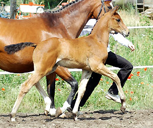 Trakehner Hengstfohlen von Shavalou u.d. Pr.St. Gracia Patrizia, Foto: Beate Langels Gestt Hmelschenburg