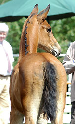 Trakehner Hengstfohlen von Shavalou u.d. Pr.St. Gracia Patrizia, Foto: Beate Langels Gestt Hmelschenburg