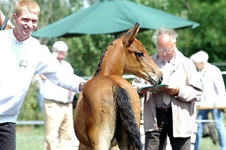 Sebastian Krause und der Champion der Hengstfohlen