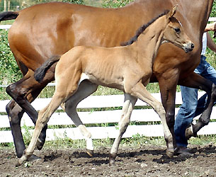  Trakehner Stutfohlen von Songline u.d. Rosi v. Exclusiv, Foto: Beate Langels Gestt Hmelschenburg 