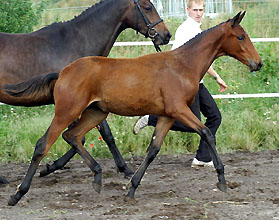 Trakehner Fohlen von Summertime u.d. Pr.St. Sacre du printemps v. Freudenfest, Foto: Beate Langels - Gestt Hmelschenburg