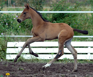  Trakehner Stutfohlen von Songline u.d. Rosi v. Exclusiv, Foto: Beate Langels Gestt Hmelschenburg 