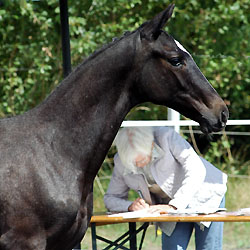 Hengstfohlen von Kostolany u.d. Aida v. Kalif, Foto: Beate Langels - Gestt Hmelschenburg