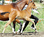 Colt by Shavalou x Alter Fritz