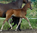 Hengstfohlen von Summertime x Kostolany