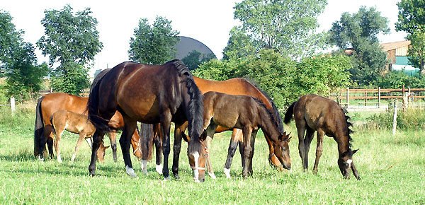 in der Mitte Synthara v. Exclusiv u.d. StPrSt. Syvari v. Kostolany - Foto: Beate Langels Gestt Hmelschenburg