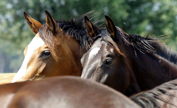 Schwalbenherzchen und Schwalbenmrchen - Foto: Beate Langels Gestt Hmelschenburg