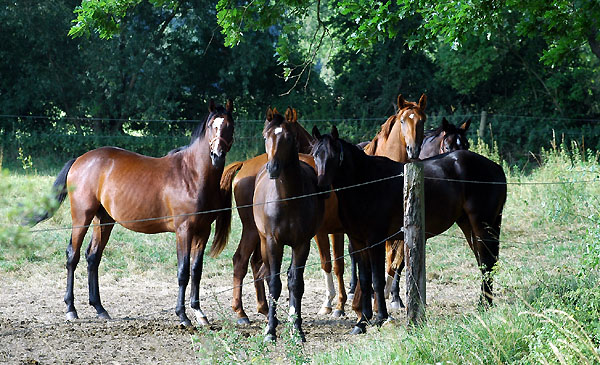 Zweijhrige Hengste im Gestt Schplitz - Foto: Beate Langels Gestt Hmelschenburg