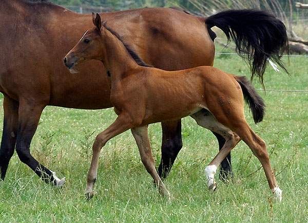 Galila von Exclusiv - Maestro, Foto: Beate Langels Gestt Hmelschenburg