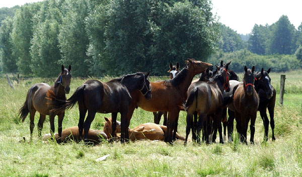 Siesta bei den Jhrlingshengsten - Foto: Beate Langels Gestt Hmelschenburg