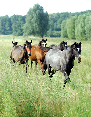 Jhrlingshengste in Schplitz - vorn: Hengst v. Kostolany - Foto: Beate Langels Gestt Hmelschenburg