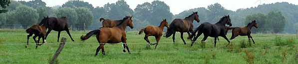 Impressionen auf der Weide 5.7.2009 im Trakehner Gestüt Schäplitz