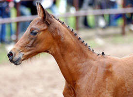 at the foal-show in Trakehner Gestüt Hämelschenburg