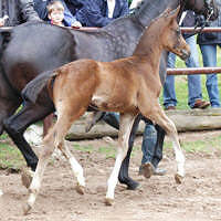 at the foal-show in Hämelschenburg am 6.6.2005