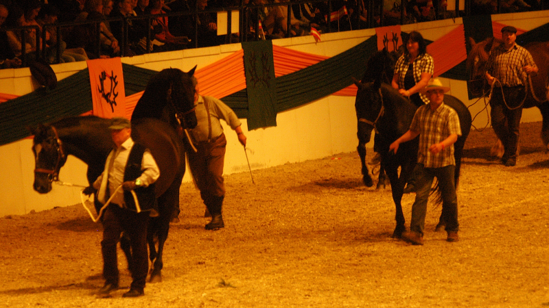Wehlauer Pferdemarkt - Foto: Beate Langels, Trakehner Gestt Hmelschenburg