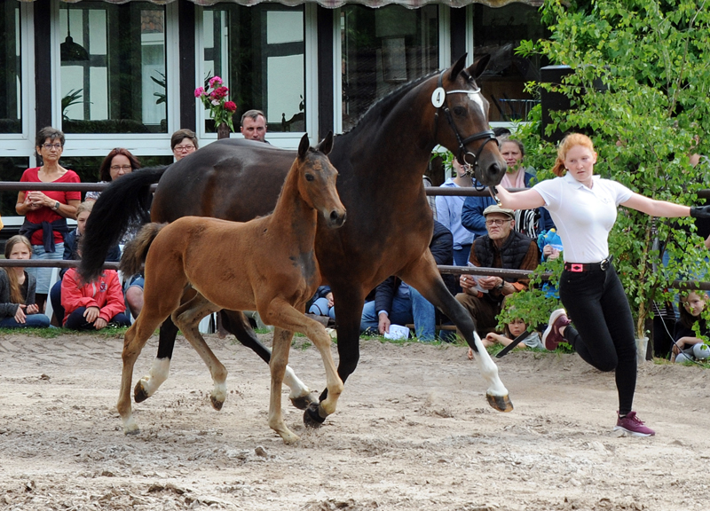 Trakehner Stutfohlen Gabbalina v. Zauberdeyk x High Motion - Gestt Hmelschenburg - Beate Langels