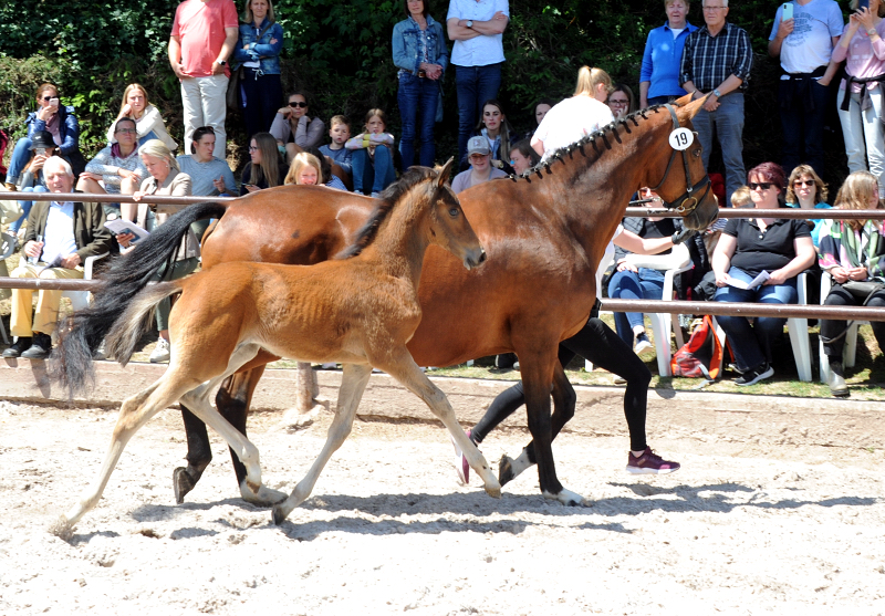 Bay Filly of Idealerweise out of Giulietta by Saint Cyr - Red Patrick xx - Foto Beate Langels