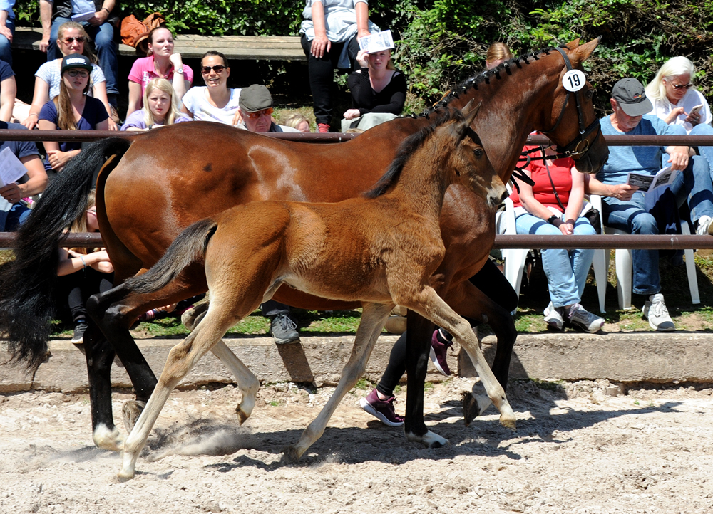 Bay Filly of Idealerweise out of Giulietta by Saint Cyr - Red Patrick xx - Foto Beate Langels