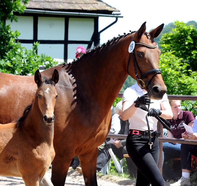 Bay Filly of Idealerweise out of Giulietta by Saint Cyr - Red Patrick xx - Foto Beate Langels