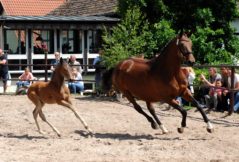 Bay Filly of Idealerweise out of Giulietta by Saint Cyr - Red Patrick xx - Foto Beate Langels