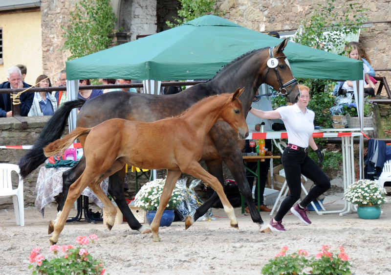 Trakehner Hengst v. Zauberdeyk u.d. Pr.u.StPrSt. Tacyra v. Saint Cyr - Gestt Hmelschenburg - Beate Langels