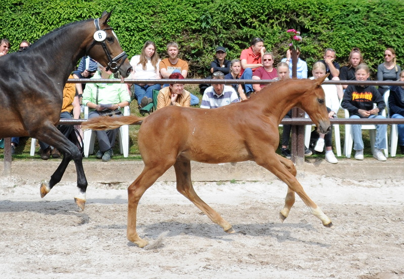 Trakehner Hengst v. Zauberdeyk u.d. Pr.u.StPrSt. Tacyra v. Saint Cyr - Gestt Hmelschenburg - Beate Langels