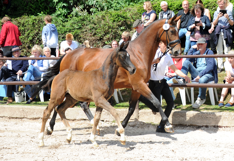 rakehner  Hengst v. Saint Cyr x Touch my Heart- Trakehner Gestt Hmelschenburg - Beate Langels