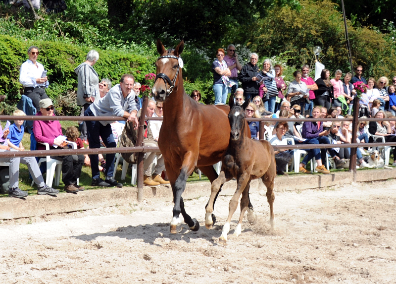 rakehner  Hengst v. Saint Cyr x Touch my Heart- Trakehner Gestt Hmelschenburg - Beate Langels