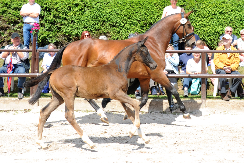 rakehner  Hengst v. Saint Cyr x Touch my Heart- Trakehner Gestt Hmelschenburg - Beate Langels