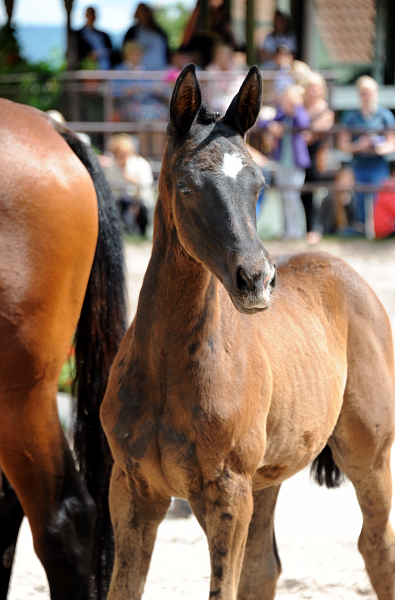 rakehner  Hengst v. Saint Cyr x Touch my Heart- Trakehner Gestt Hmelschenburg - Beate Langels