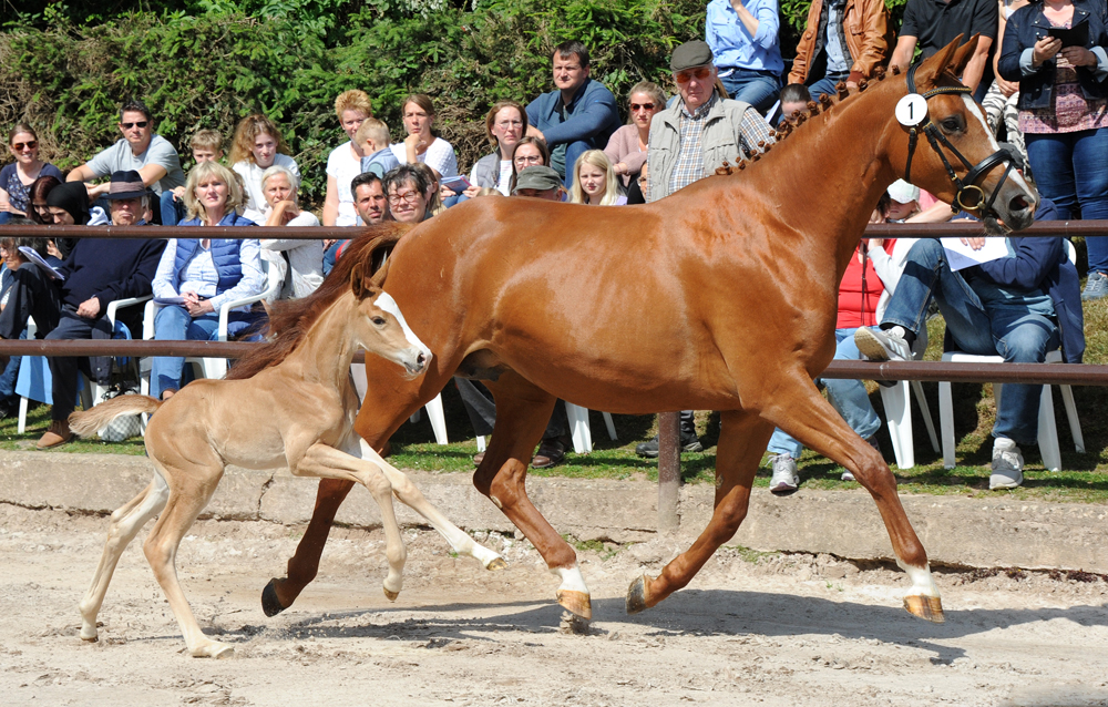 Stutfohlen von Zauberdeyk u.d. Prmienstute Klassic Motion v. High Motion - 
Trakehner Gestt Hmelschenburg - Foto: Langels