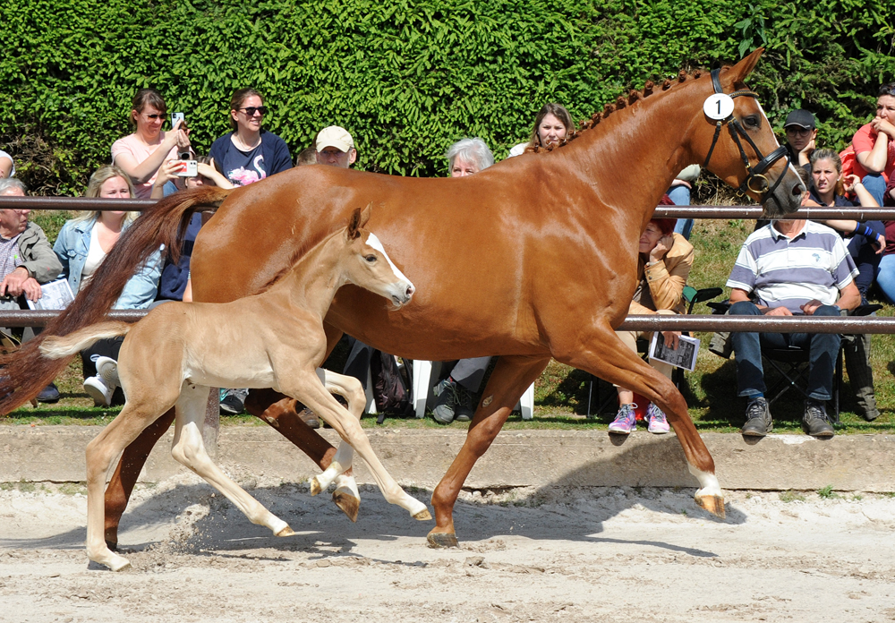 Stutfohlen von Zauberdeyk u.d. Prmienstute Klassic Motion v. High Motion - 
Trakehner Gestt Hmelschenburg - Foto: Langels