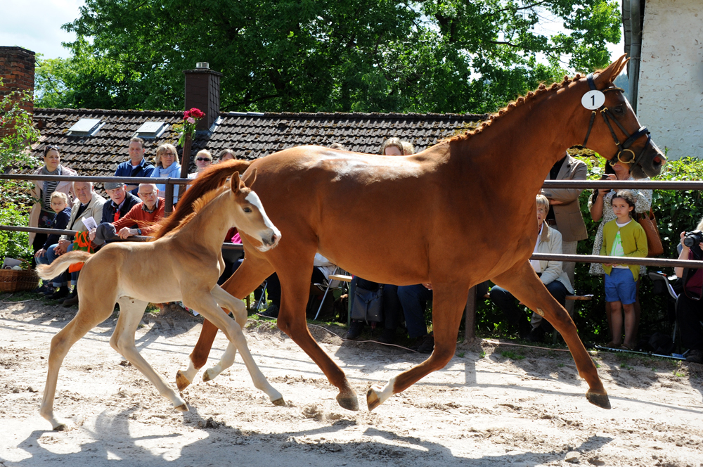 Stutfohlen von Zauberdeyk u.d. Prmienstute Klassic Motion v. High Motion - 
Trakehner Gestt Hmelschenburg - Foto: Langels