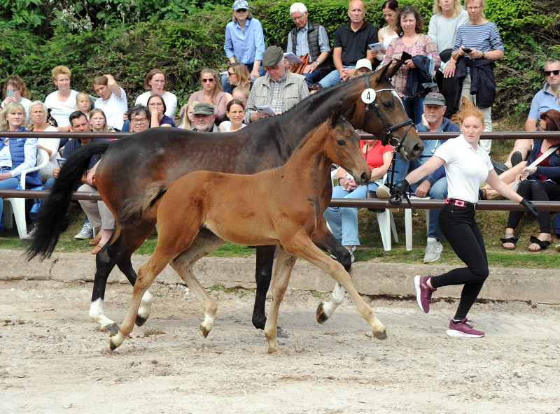 Trakehner Stutfohlen Gabbalina v. Zauberdeyk x High Motion - Gestt Hmelschenburg - Beate Langels