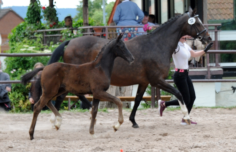 Oldenburger Filly by Frst Magic out of
Schwalbendiva by Totilas - Gestt Hmelschenburg - Beate Langels