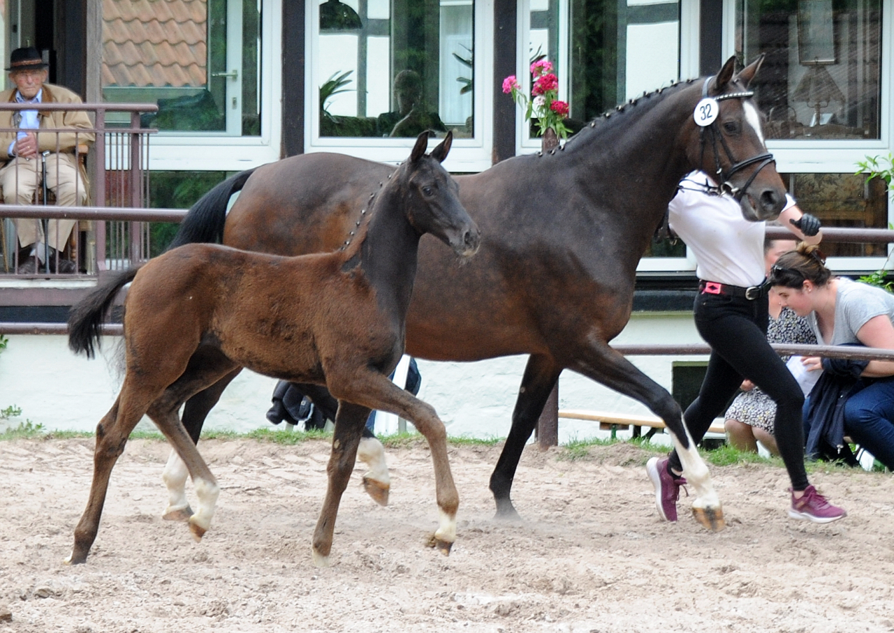 06.06.2022 - Trakehner Gestt Hmelschenburg - 
Foto: Beate Langels