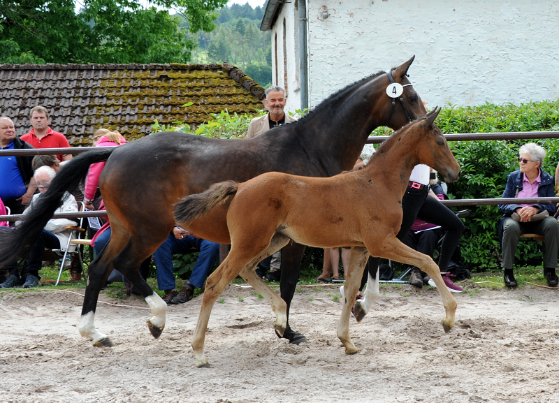 Trakehner Stutfohlen Gabbalina v. Zauberdeyk x High Motion - Gestt Hmelschenburg - Beate Langels