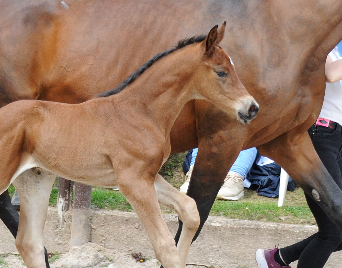 Hengstfohlen von Schplitzer x Imperio - Trakehner Gestt Hmelschenburg - Foto: Beate Langels - 
Trakehner Gestt Hmelschenburg